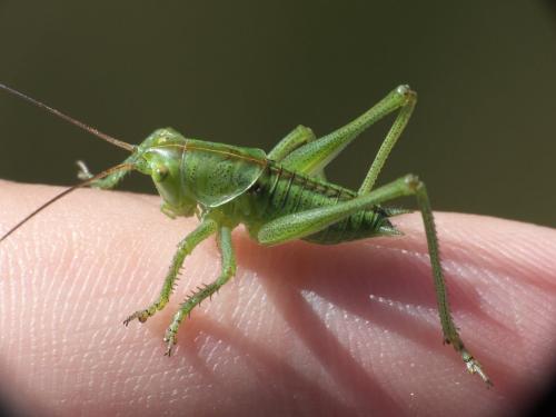 Tettigonia viridissima